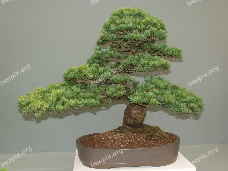 Bonsai Tree Miniature Japan Pine