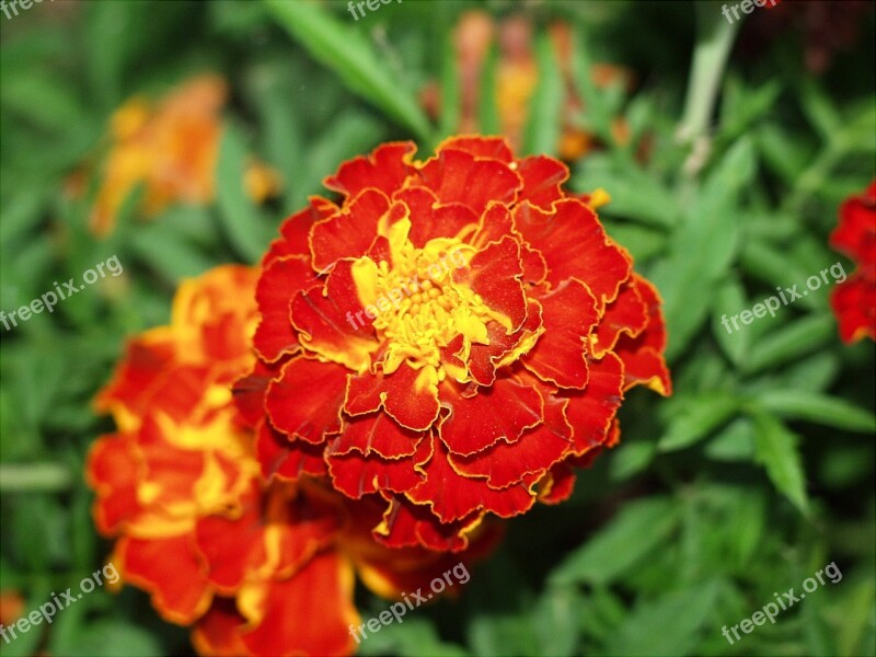 Marigold Flower Plant Bloom Vibrant