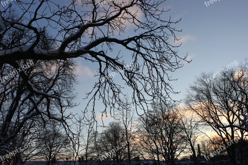 Tree Nature Tree Branch Forest Branches