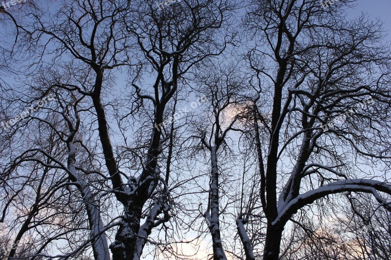 Forest Tree Nature Tribe Branches