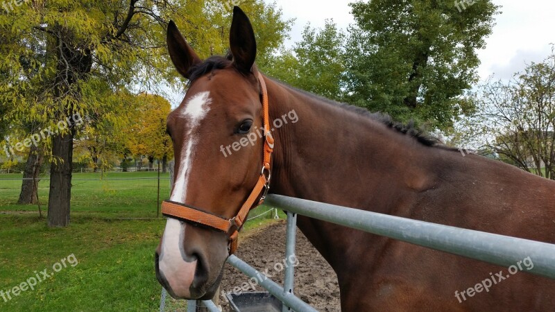 Horses Animals Stallion Mare Nature