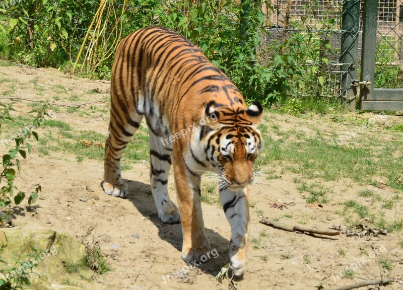 Tiger Zoo Wilderness Big Cat Predator