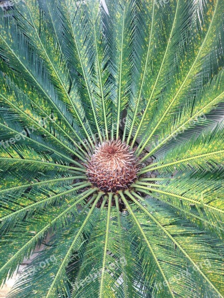 Symmetry Nature Palm Tree Sago Brazil