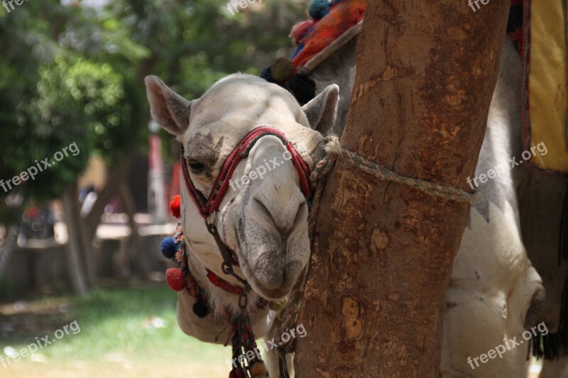 Cairo Egypt Camel Egyptian Desert