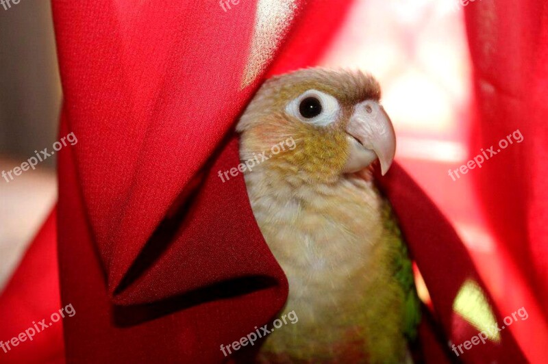 Peek A Boo Cinnamon Green Cheek Conure