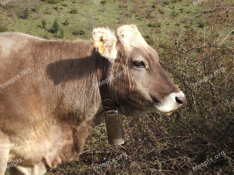 Cow Field Livestock Nature Animals