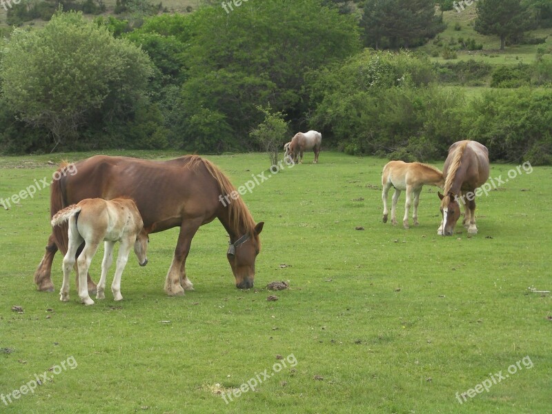 Field Horses Animals Nature Farm