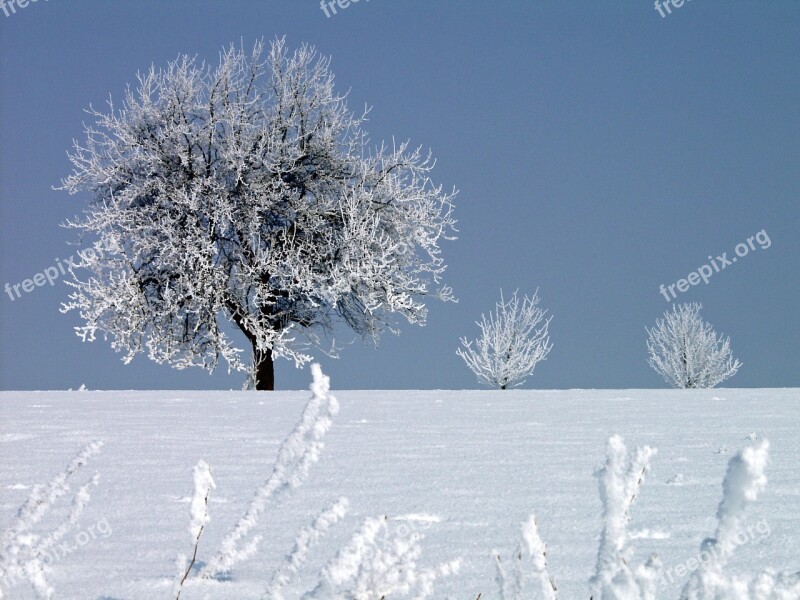 Hoarfrost Winter Cold Tree Wintry