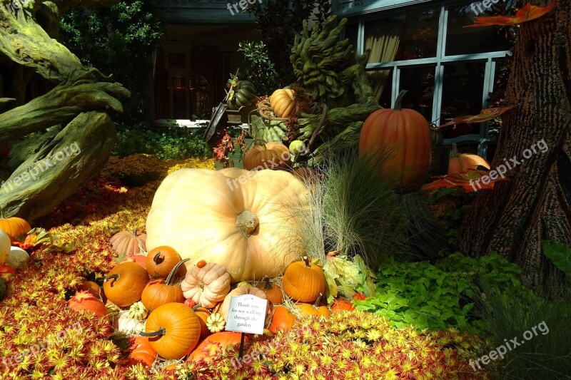 Pumpkin Vegetables Decoration Las Vegas City