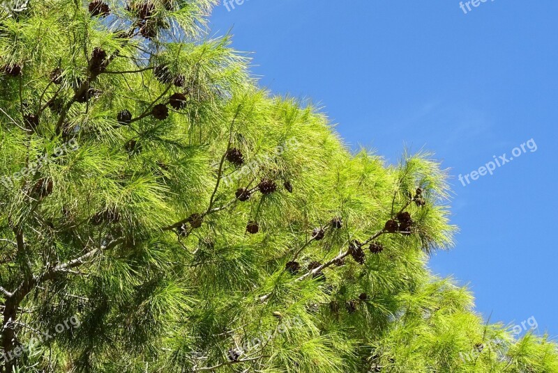 Pine Tree Pinus Cones Las Vegas