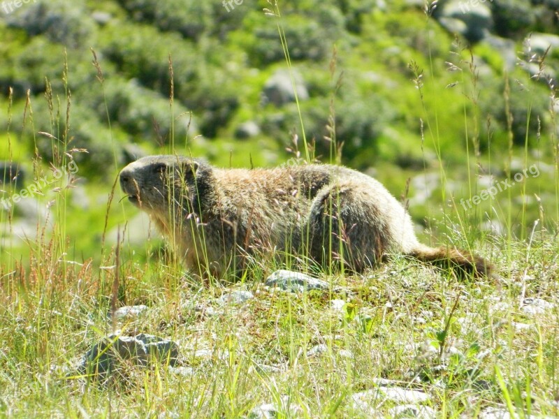 Marmot Grass Animal Mountains Free Photos