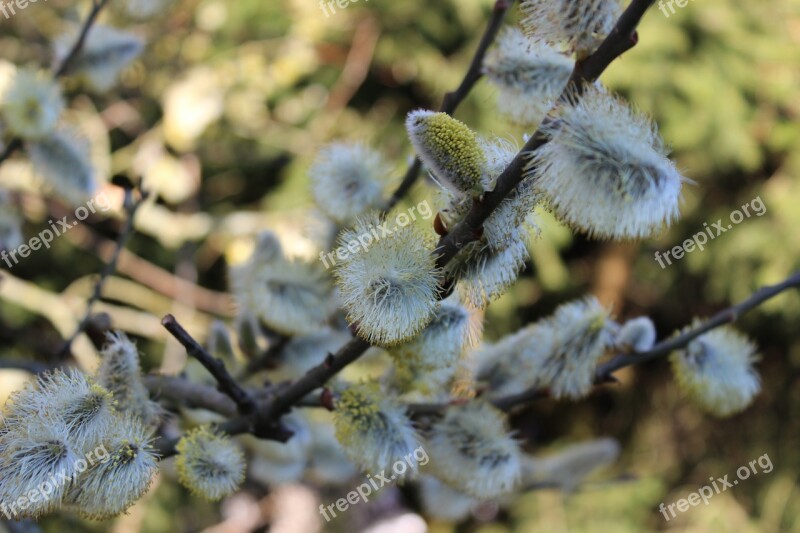 Willow Catkins Spring Garden Tree Branch