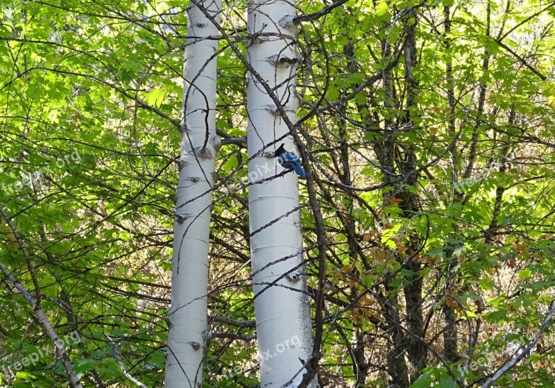 Flora Tree Trunk White Vegetation