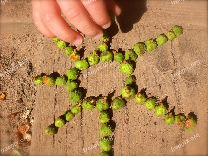 Children's Hands Hands Autumn Fruit Collect Gather Chestnuts