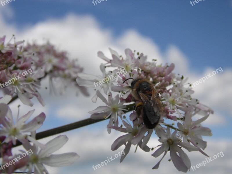 Bee Clouds Sky Cloudy Sky White Cloud