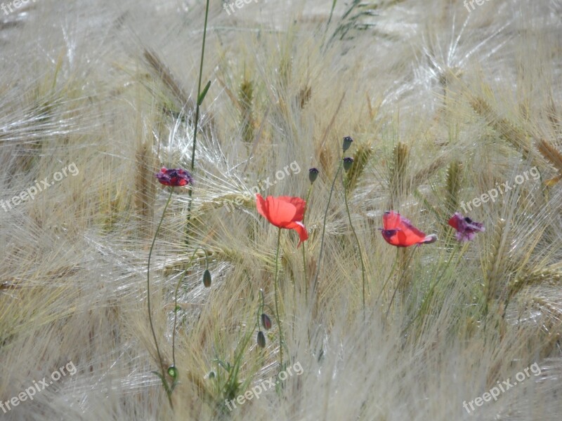 Wheat Fields Poppy Cornfield Cereals