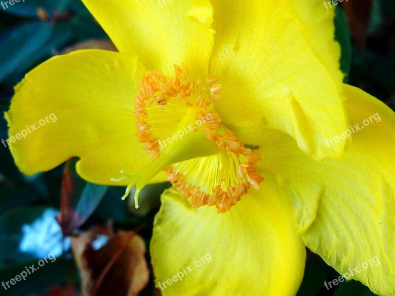 Narcissus Bloom In Sunshine Yellow Flower Bright And Dark Kelly