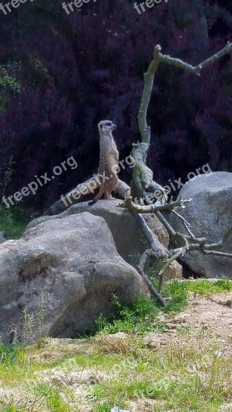 Meerkat Cologne Zoo Enclosure Stones Deer Park