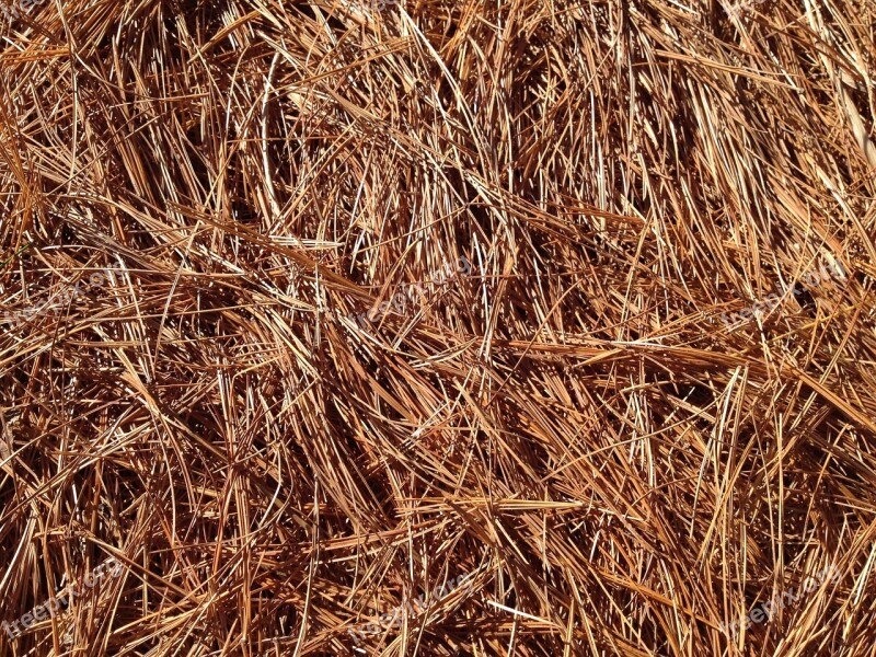 Pine Needles Carpet Fall Pine Forest