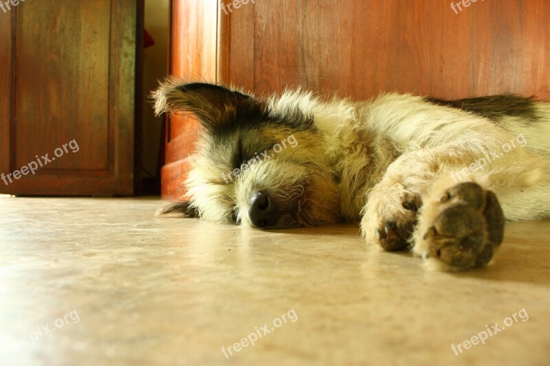 Dog Sleep Asleep Free Photos