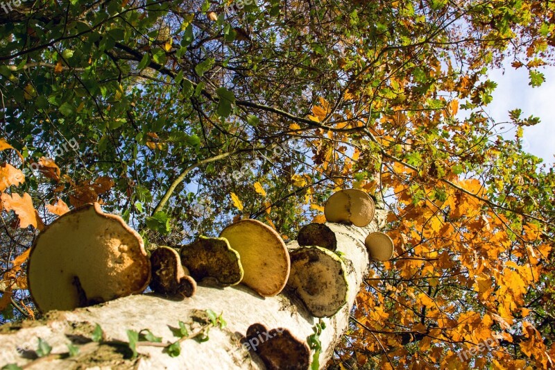 Tree Agaric Nature Autumn Free Photos