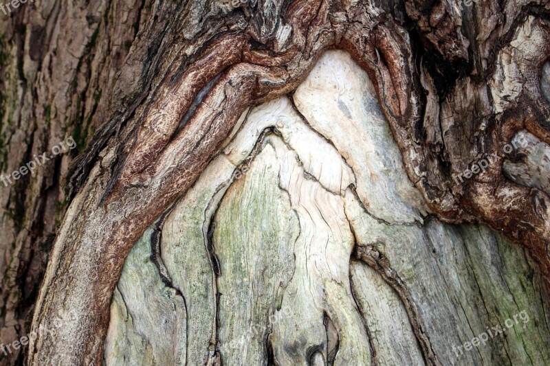 Tree Bark Log Close Up Detail Free Photos