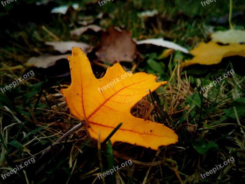 Leaves Dry Autumn Dry Leaf Yellow