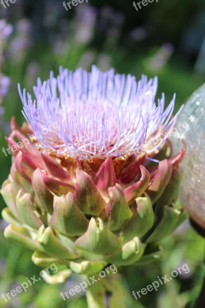 Artichoke Blossom Bloom Bloom Close Up