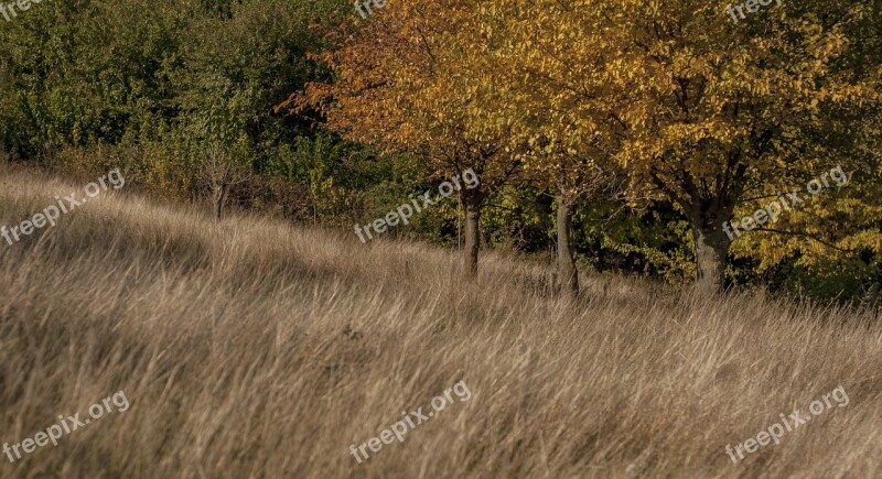 Autumn Camp Trees Landscape Nature