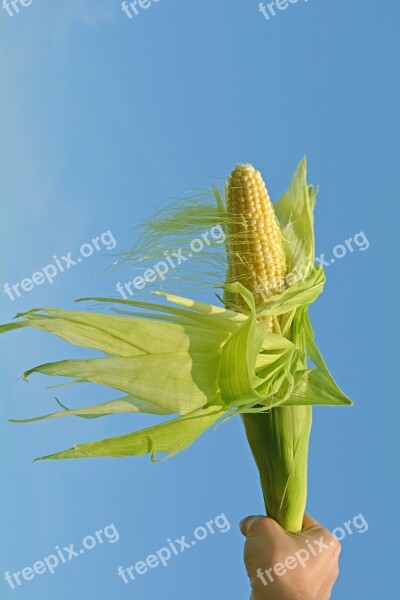 But Corn Olympic Flame Free Photos