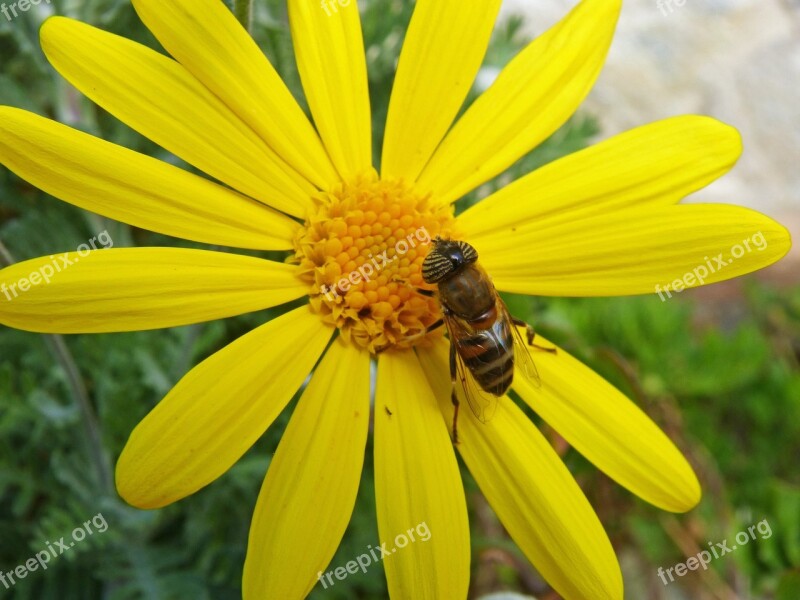 Daisy Bee Detail Flower Yellow Flower