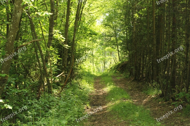 Forest Path Forest Nature Summer Away