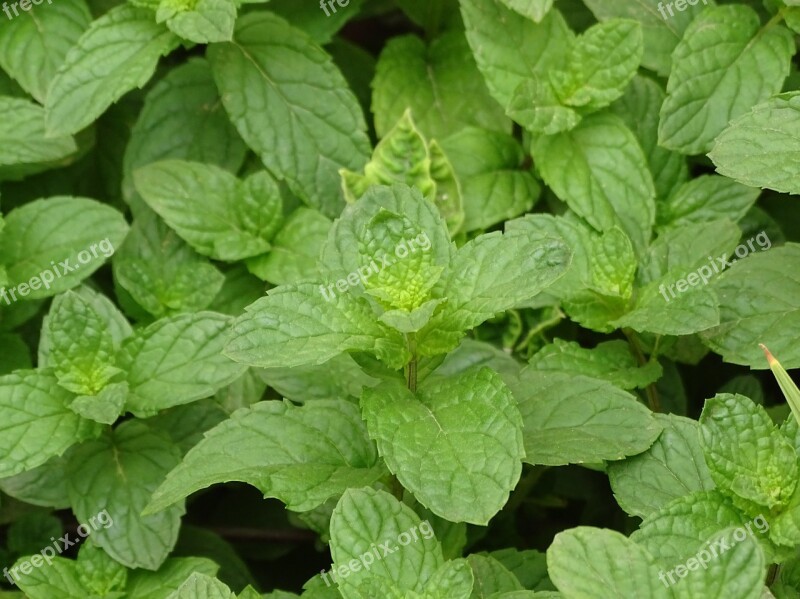 Mint Gardener Macro Green Plants