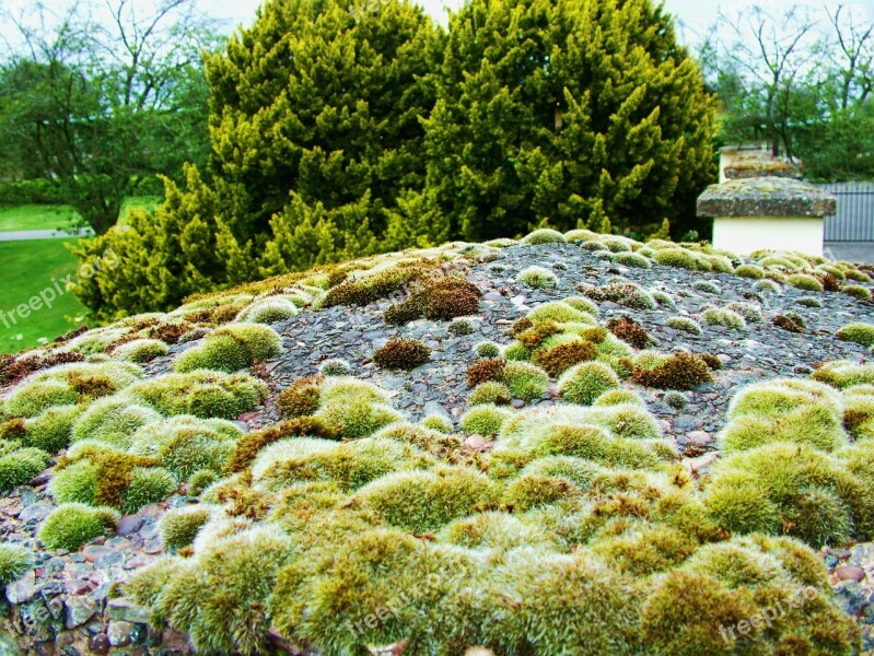 Moss Algae Green Growth Nature