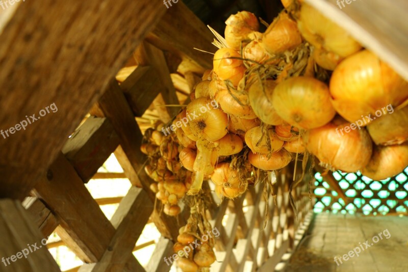 Onion Hanging Hayrack Drying Autumn