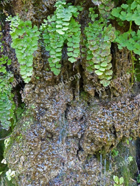 Source Fern Water Moss Free Photos