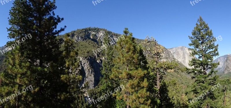 Valley Vegetation Incense Cedar Yosemite National Park