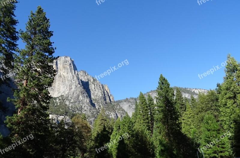 Valley Vegetation Incense Cedar Yosemite National Park