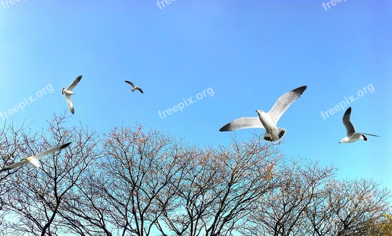 Trees Park Sky Blue Sky Nature