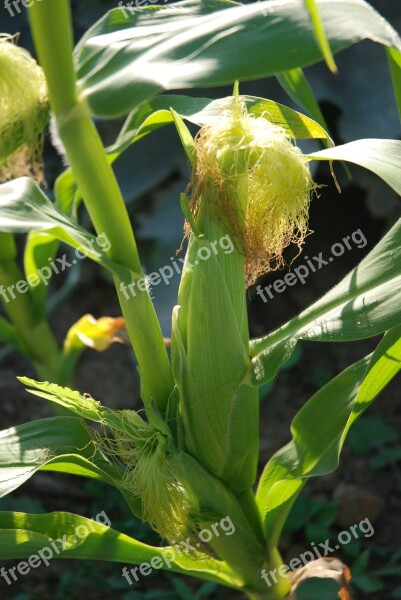 Sweetcorn Plant Cob Food Corn