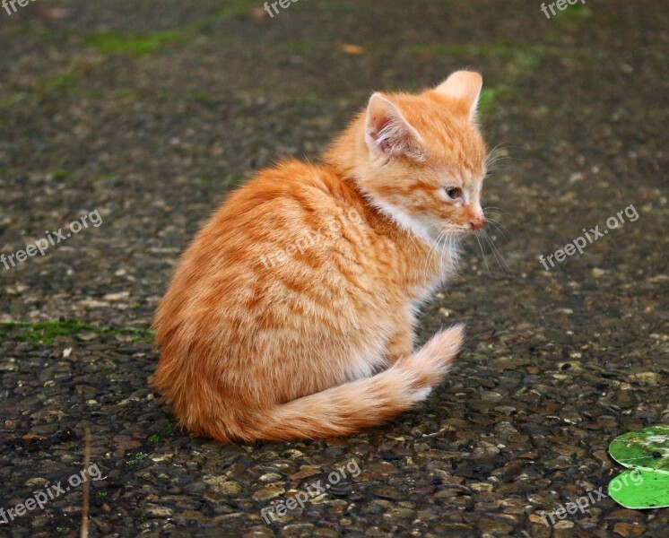 Kitten Cat Cat Baby Red Mackerel Tabby Mackerel