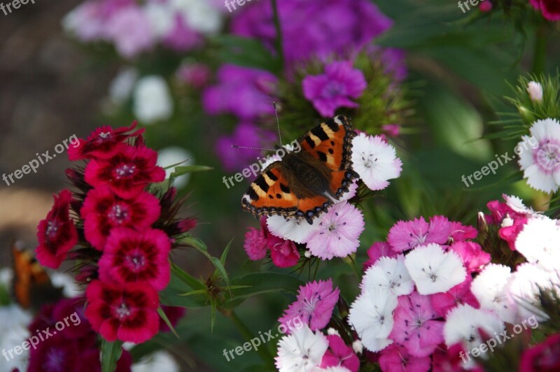 Butterfly Little Fox Animal Insect Free Photos