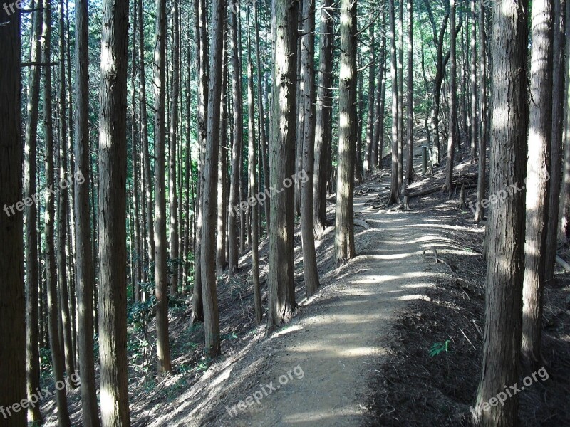 Forest Mountain Path Sunbeams Free Photos