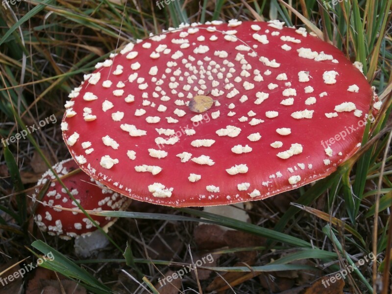 Mushrooms Toxic Matryoshka Autumn Free Photos