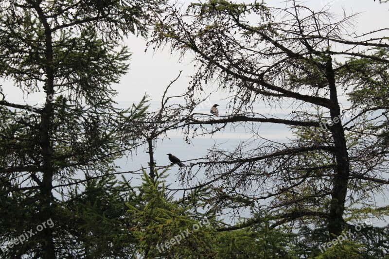 Birds Baikal Forest Sky Nature