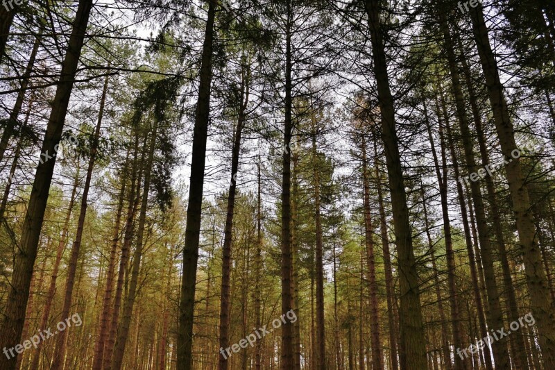 Woods Forest Nature Landscape Tree