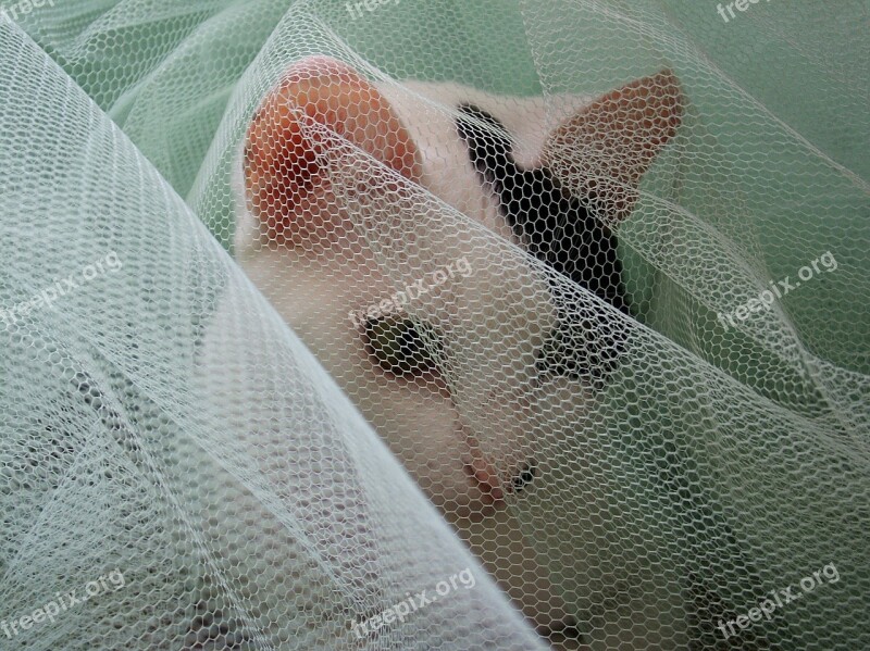 Cat Veil White Hiding Free Photos