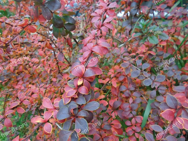 Plant Bush Nature Garden Autumn