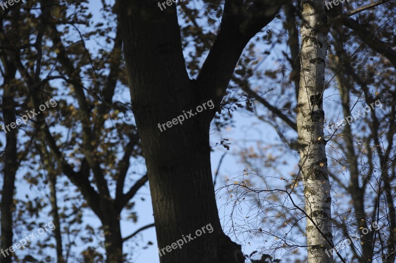 Tree Trunks Forest Branches Autumn Outdoor