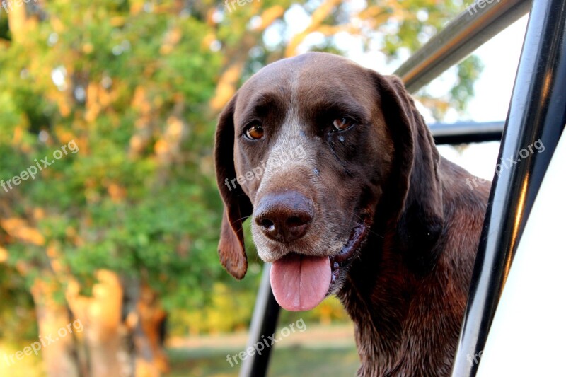 Dog German Short-haired Pointer German Animal Farm